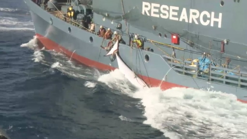 Australia says it will monitor Japanese whalers