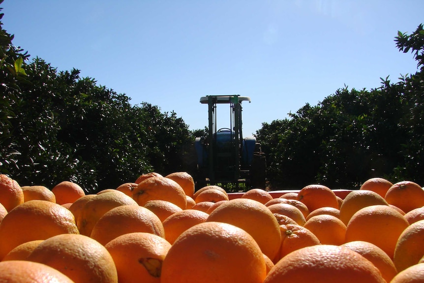 oranges on the back of a tractor