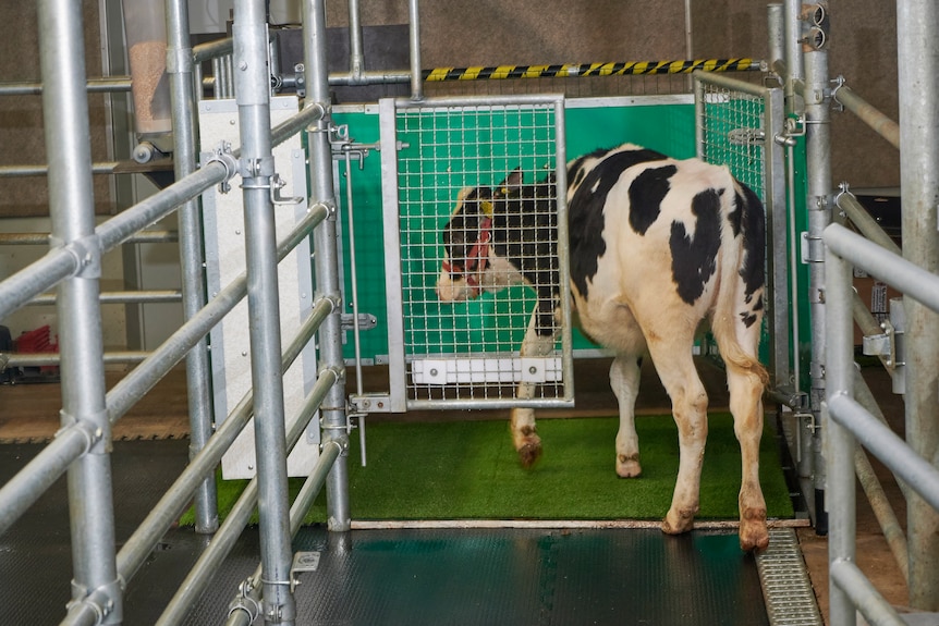 A cow enters a pen to use the toilet