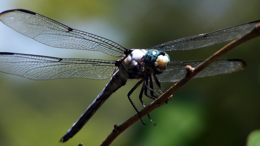A close up of a dragonfly sitting on a plant.