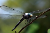 A close up of a dragonfly sitting on a plant.