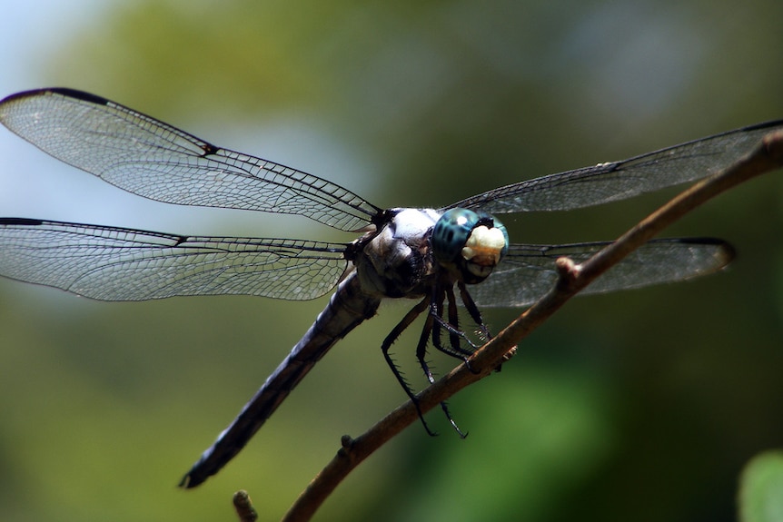 A close up of a dragonfly sitting on a plant.