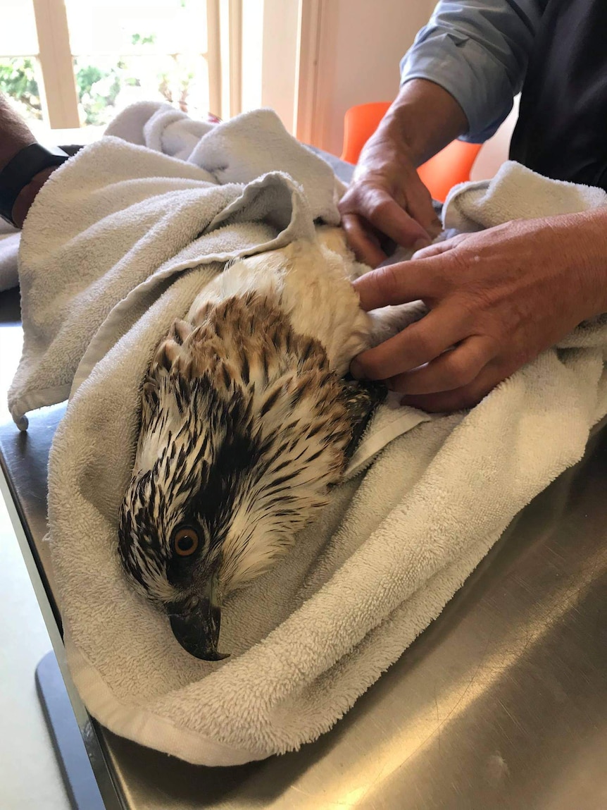 Stevie the rescued osprey chick gets a health check.