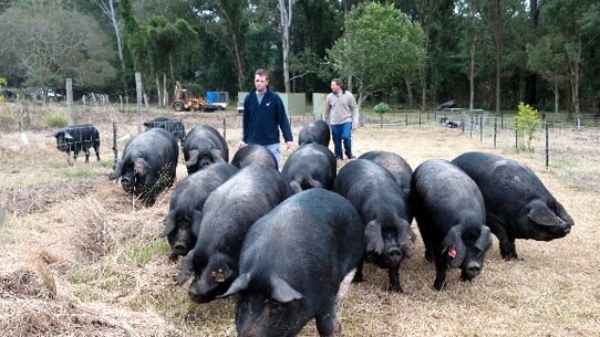 Melanda Park piggery on the NSW Hawkesbury River.