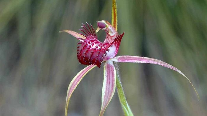 a beautiful spider orchid with pick and purple colours