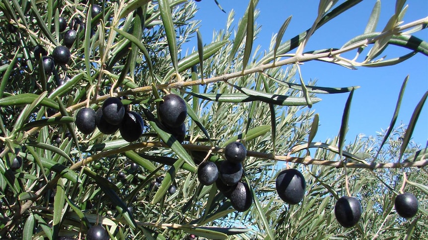 Black Olives on a tree