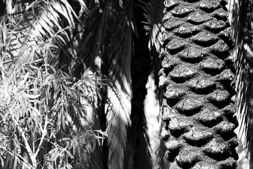 Millstream date palm trunk detail.