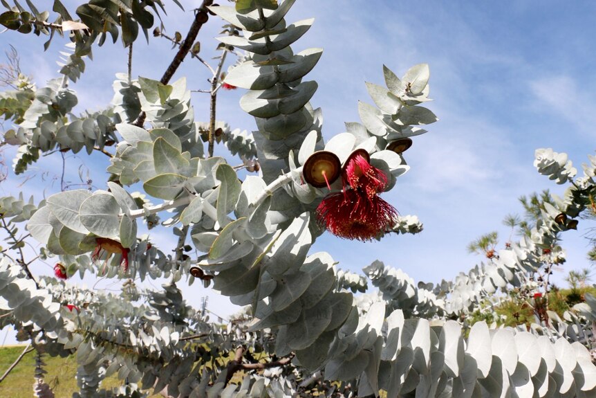 A grey-green eucalyptus featuring a red flower pictured against a blue sky.