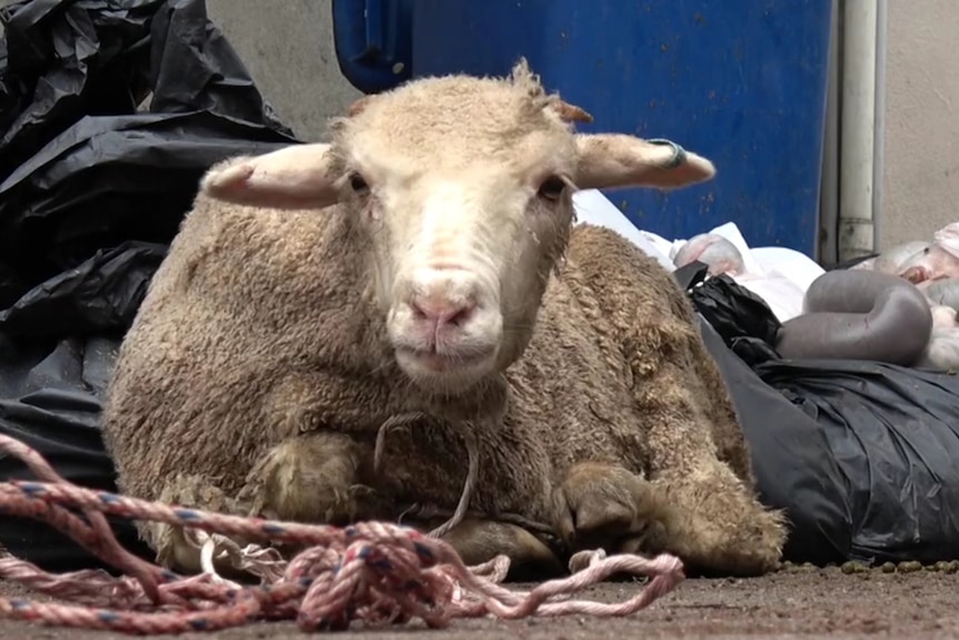 A sheep with its legs tied on the floor