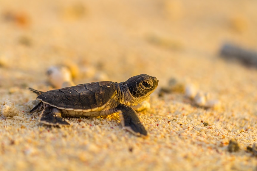 a baby green turtle rests on the sand