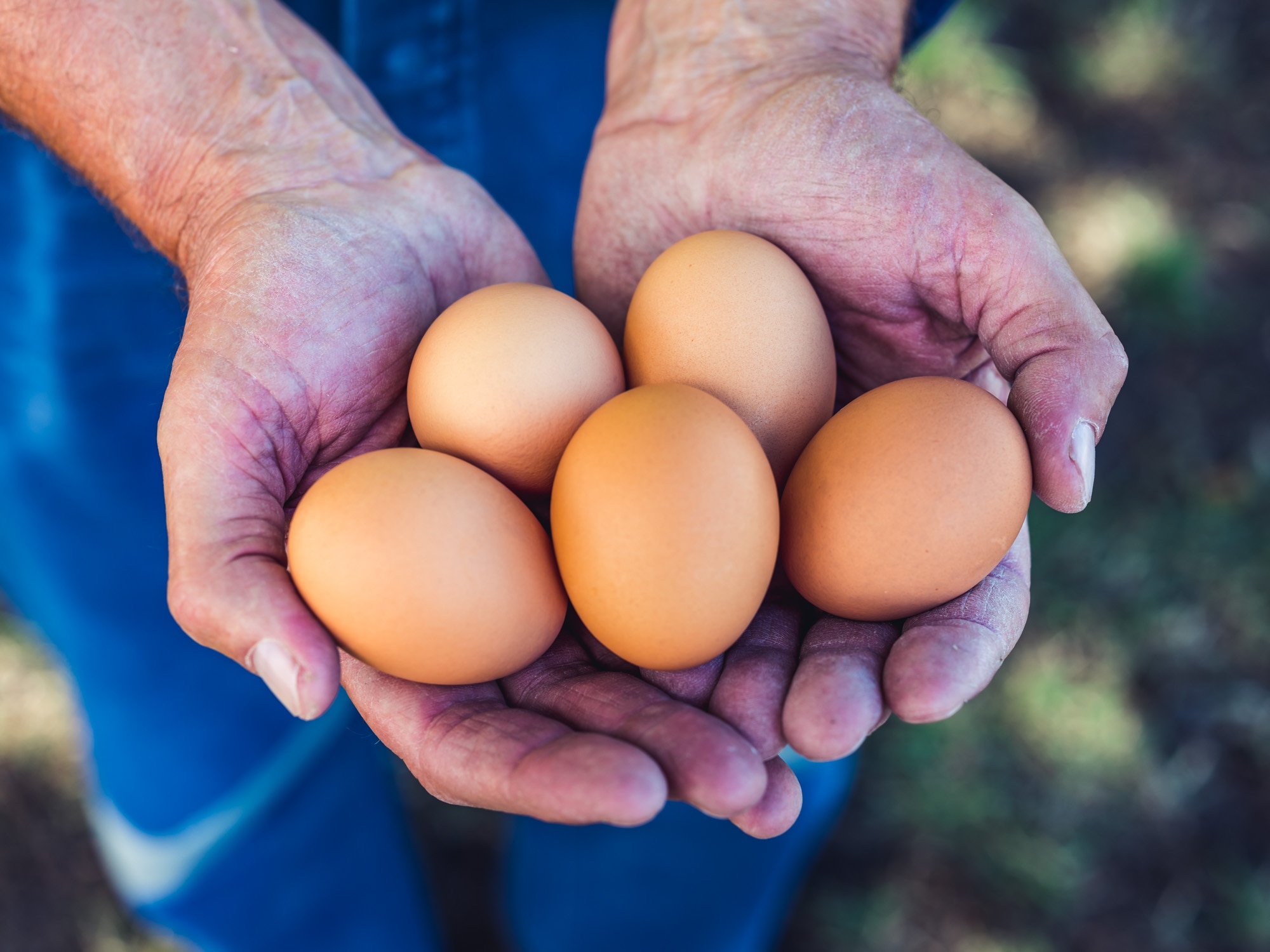 a handful of free-range eggs