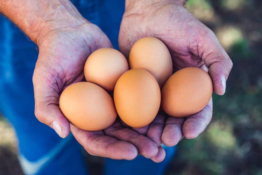 a handful of free-range eggs