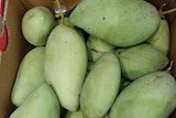 Green mangoes