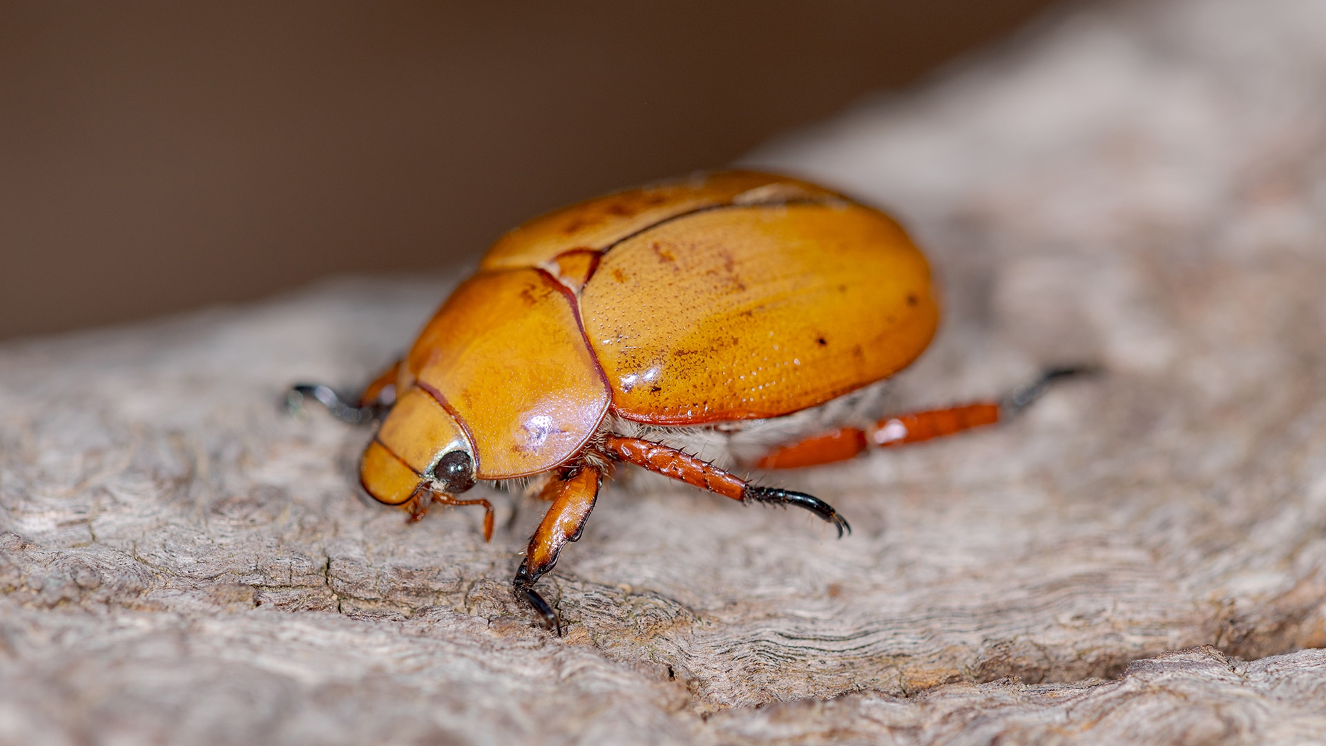 Australian Insects - ABC Education