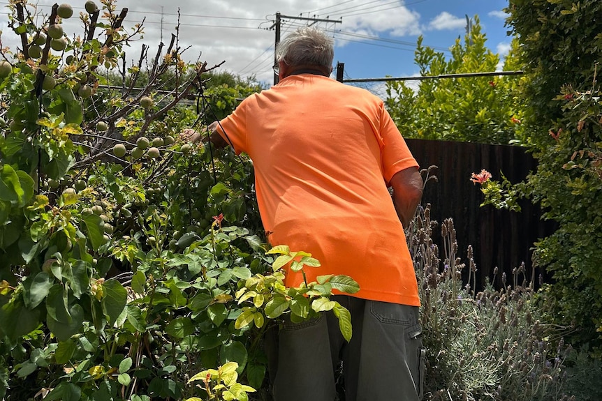 A man in a fluro orange shirt has his back to the camera as he reaches into fruit trees