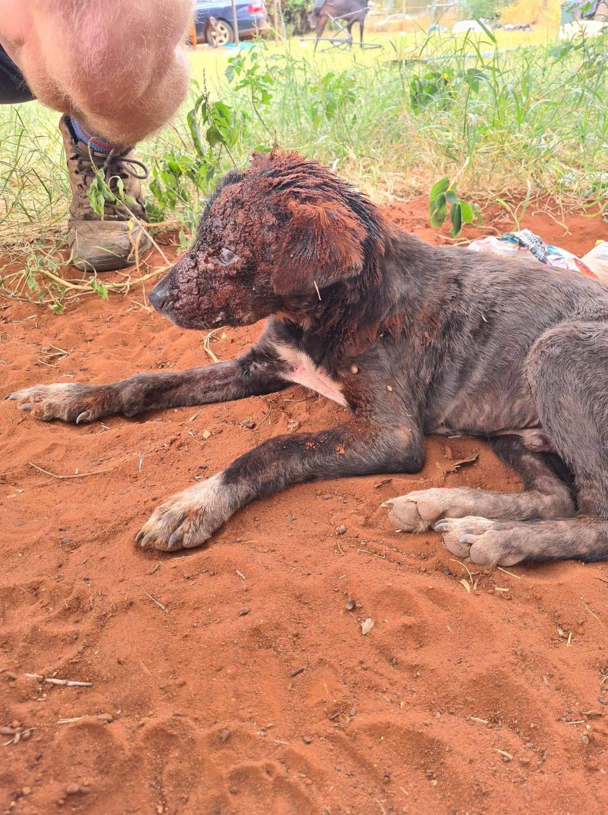 A puppy in the dirt with cloudy eyes.