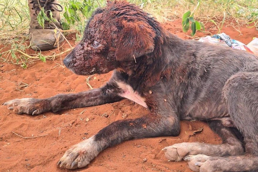 A puppy in the dirt with cloudy eyes.