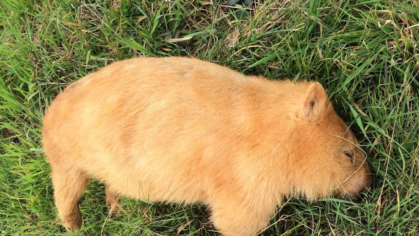 Blonde wombat lying dead on grass