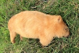 Blonde wombat lying dead on grass