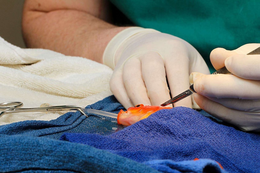 Goldfish tumour removal at Lort Smith Animal Hospital