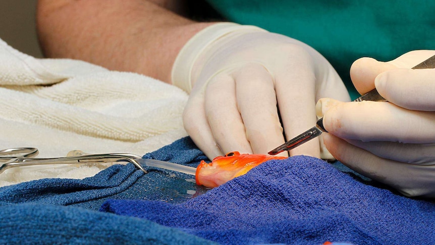 Goldfish tumour removal at Lort Smith Animal Hospital