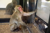 Snow monkey using touch-screen
