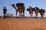Sophie Matterson leading five camels on a red dirt track at Wooleen Station in the Murchison.