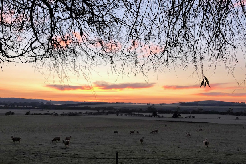 rolling hills with cattle and a sunset in western Victoria