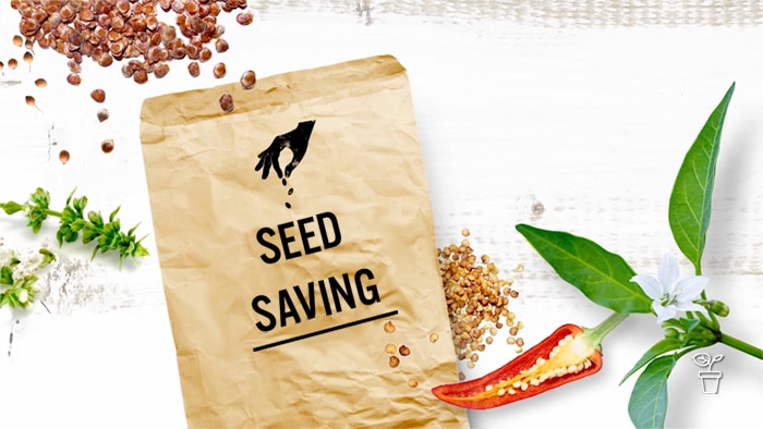 Leaves, seeds and a brown seed packet with text 'Seed Saving'