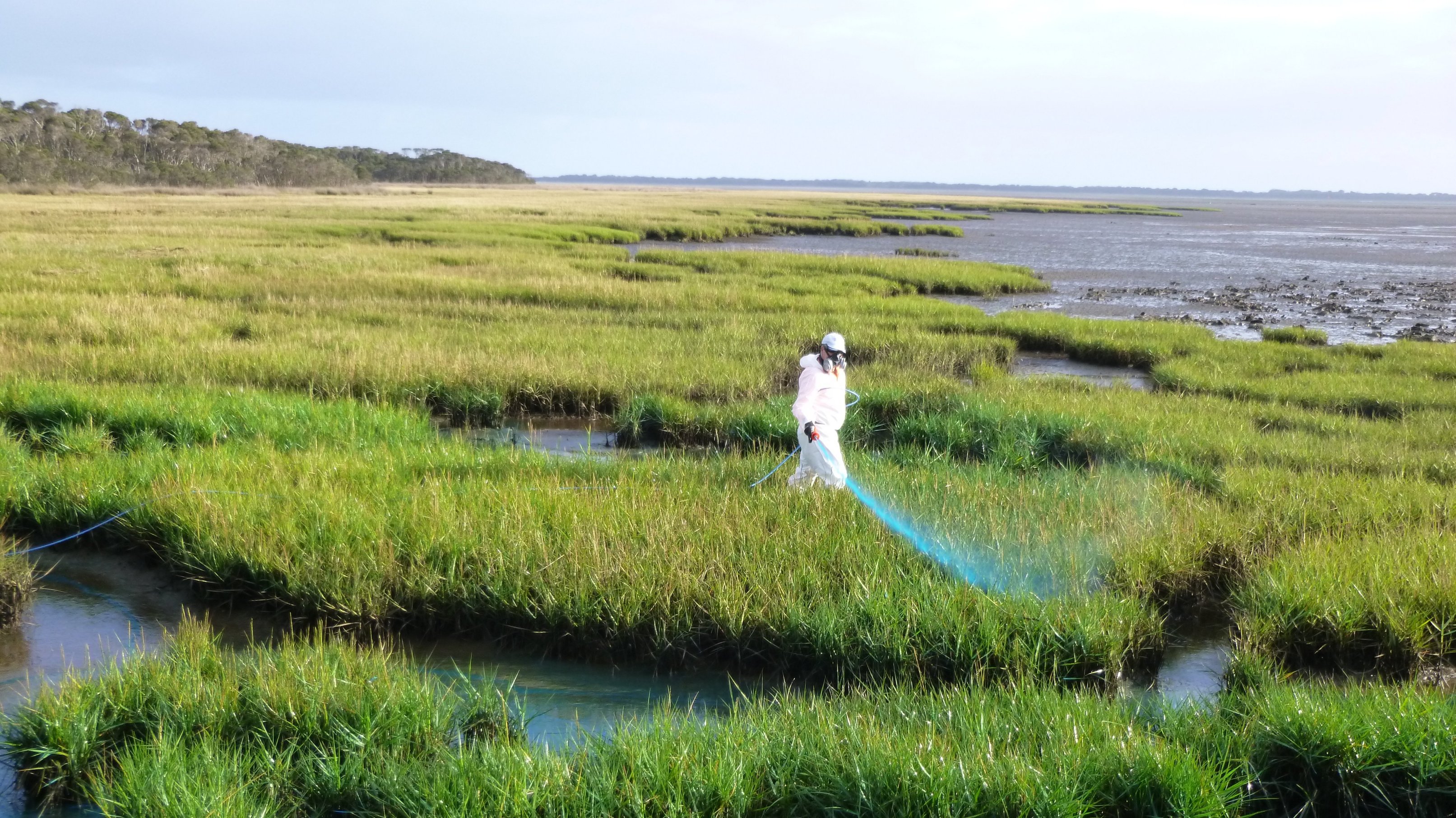 Pasto de arroz en Duck Bay en febrero de 2018.