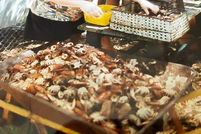 A wheelbarrow of cooked yabbies after a big family cook-up in the Riverland in the early 1990s.