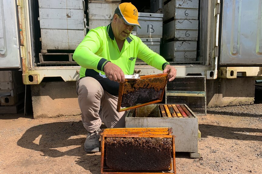 Steve Fuller lifts a honey frame from a bee hive.