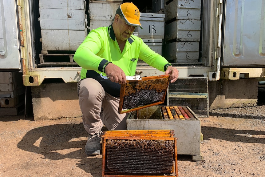 Steve Fuller lifts a honey frame from a bee hive.