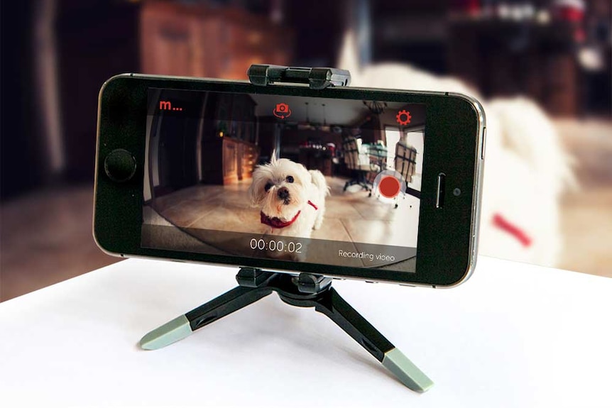 A smartphone records footage of a living room and dog.