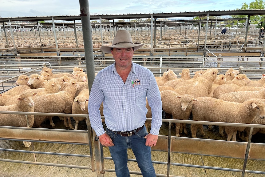 Wagga Wagga agent James Tierney standing in front of a pen of new season lambs at the Wagga Wagga saleyards.
