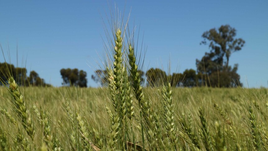 Southern NSW wheat