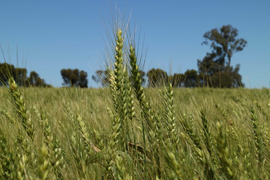 Southern NSW wheat