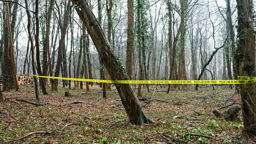 An image of a woodland with police tape across the trees. It's gloomy and creepy with fog in the air.