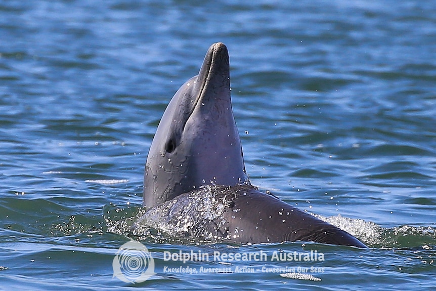 dolphin poking its head above water