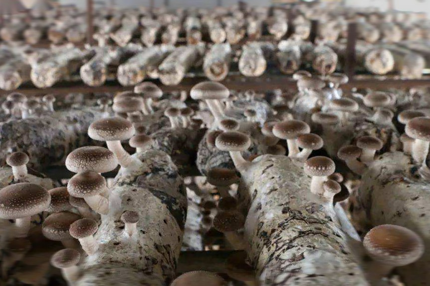 A flush of mushrooms is grown on logs.