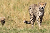 An adult tan and black spotted chettah and a baby cheetah walk towards the camera through grass. 