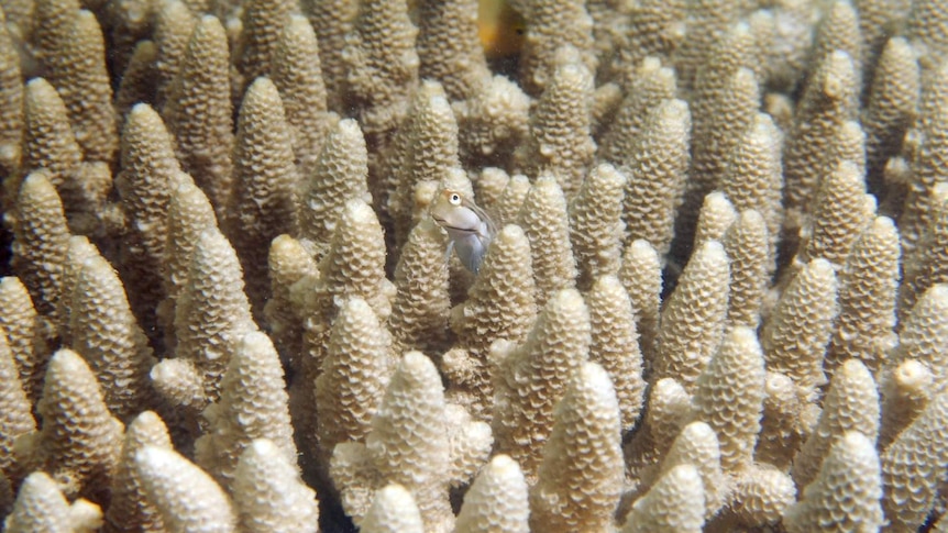 A blenny on the reef