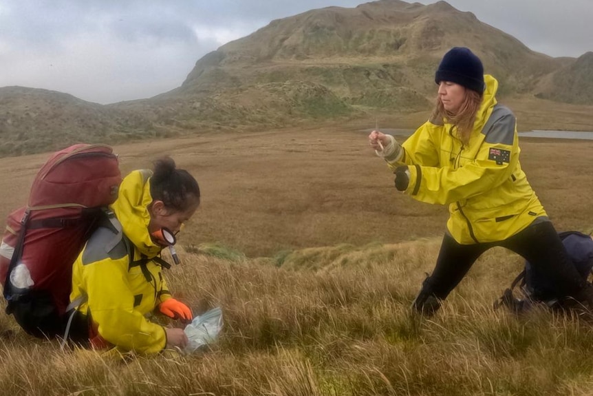 Two female expeditioners sampling leaf litter, plant and soil in a remote environment.