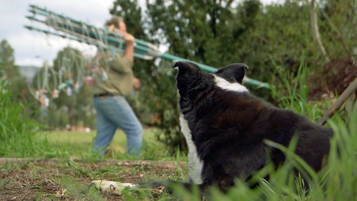 Dog watches on as man walks off carrying a folded rotary clothesline