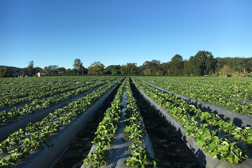 Freshly pruned strawberry crop