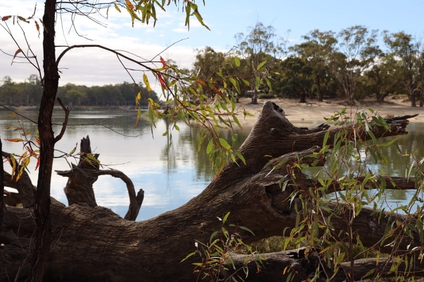 A wetland and a river in the background.