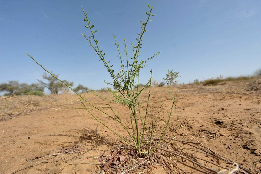 A close up of a small acacia tree which has been planted in dry soil.