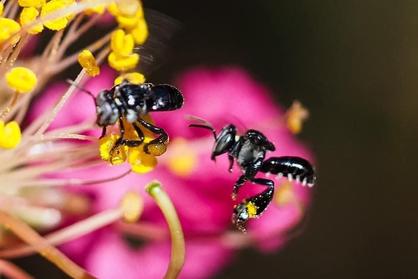 A small black bees flying on a pink flower.