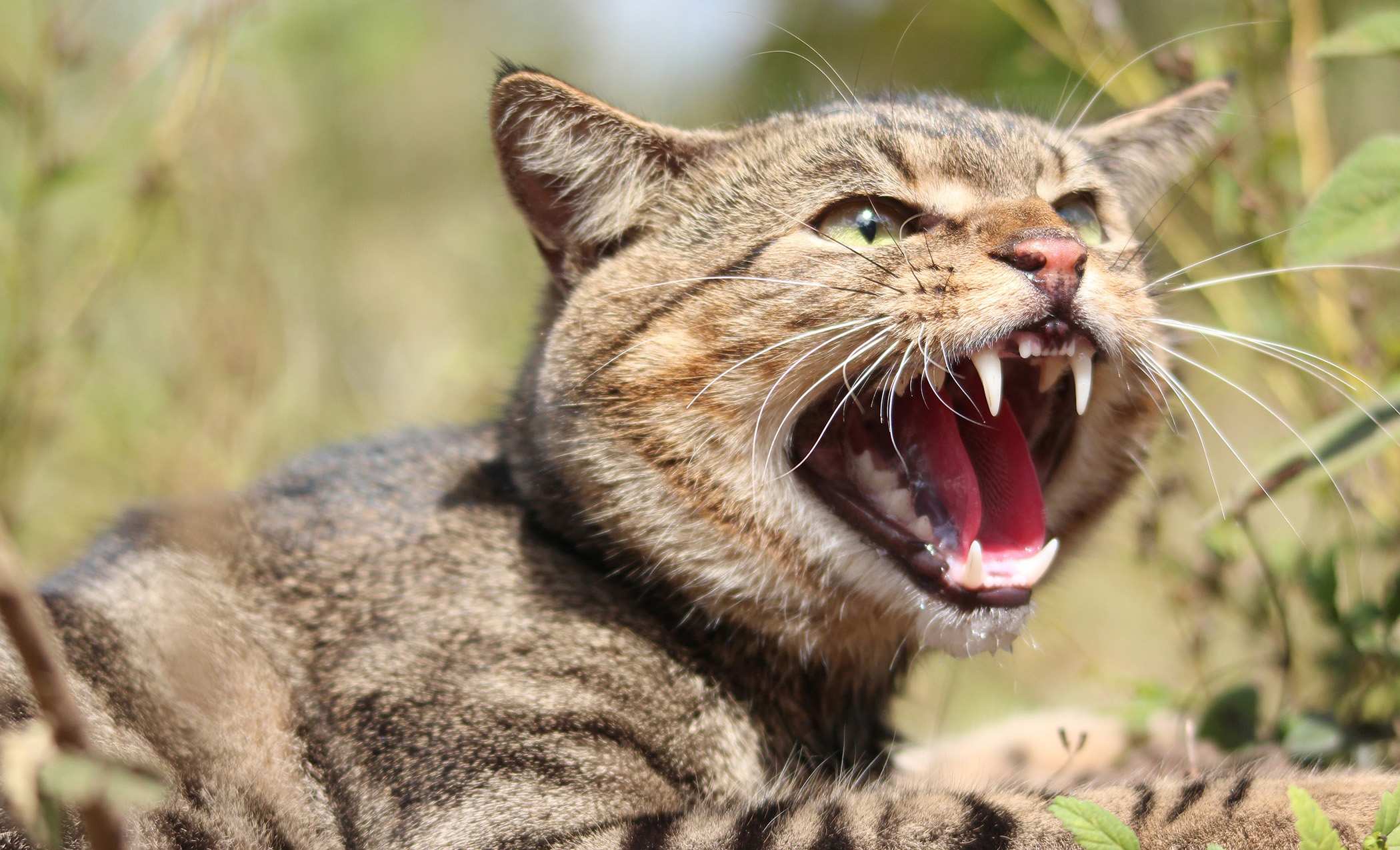 Cats came to Australia with European settlers not 17th-Century 