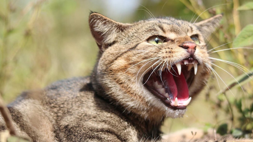 A large male feral cat in north Queensland